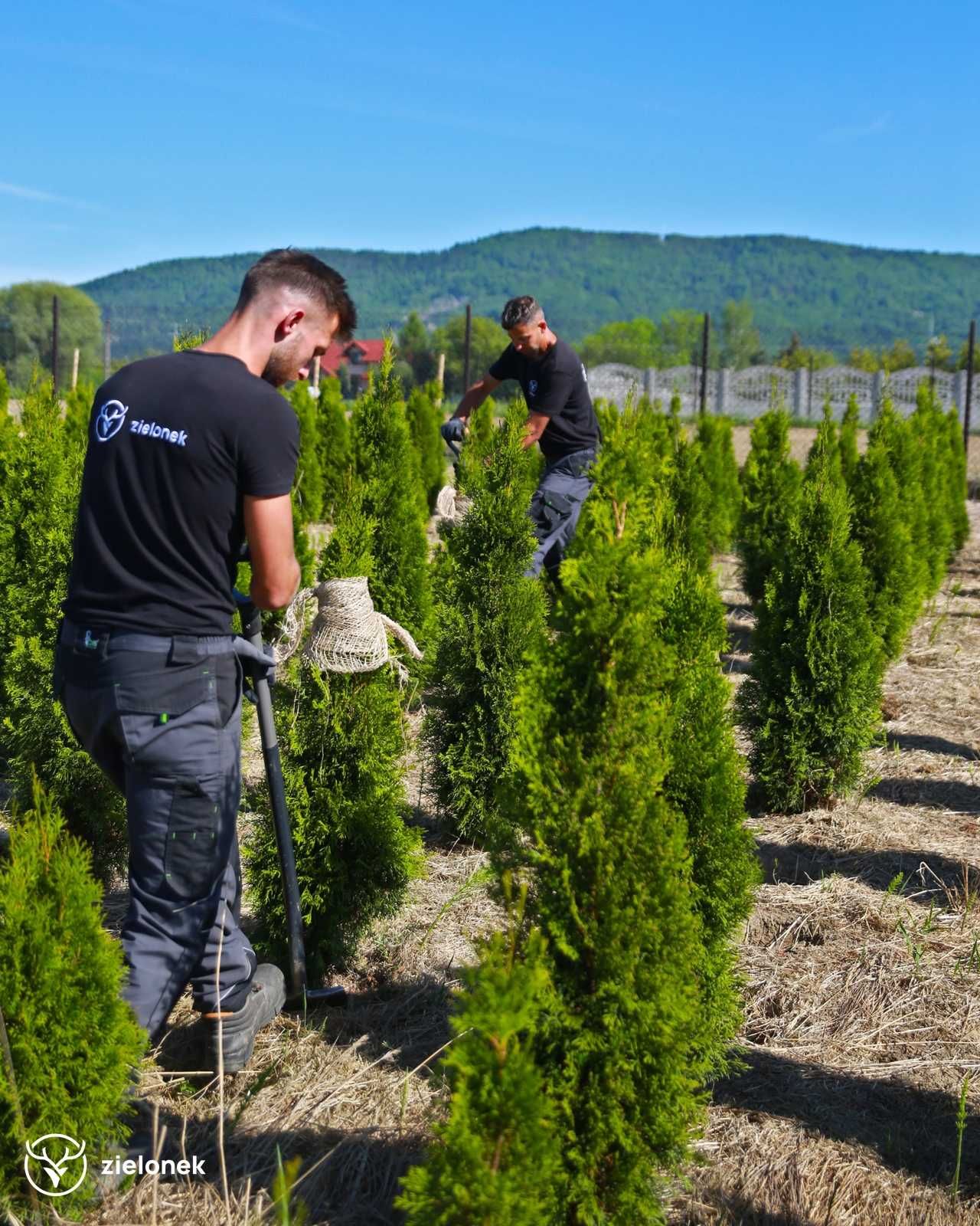 Tuja Szmaragd Thuja Occidentalis Smaragd 180-200 cm PROMOCJA