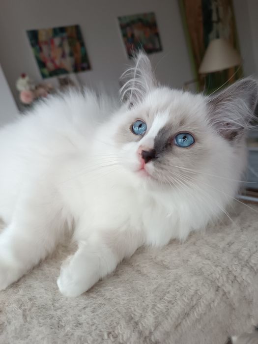 Kocurek Ragdoll blue mitted z legalnej hodowli