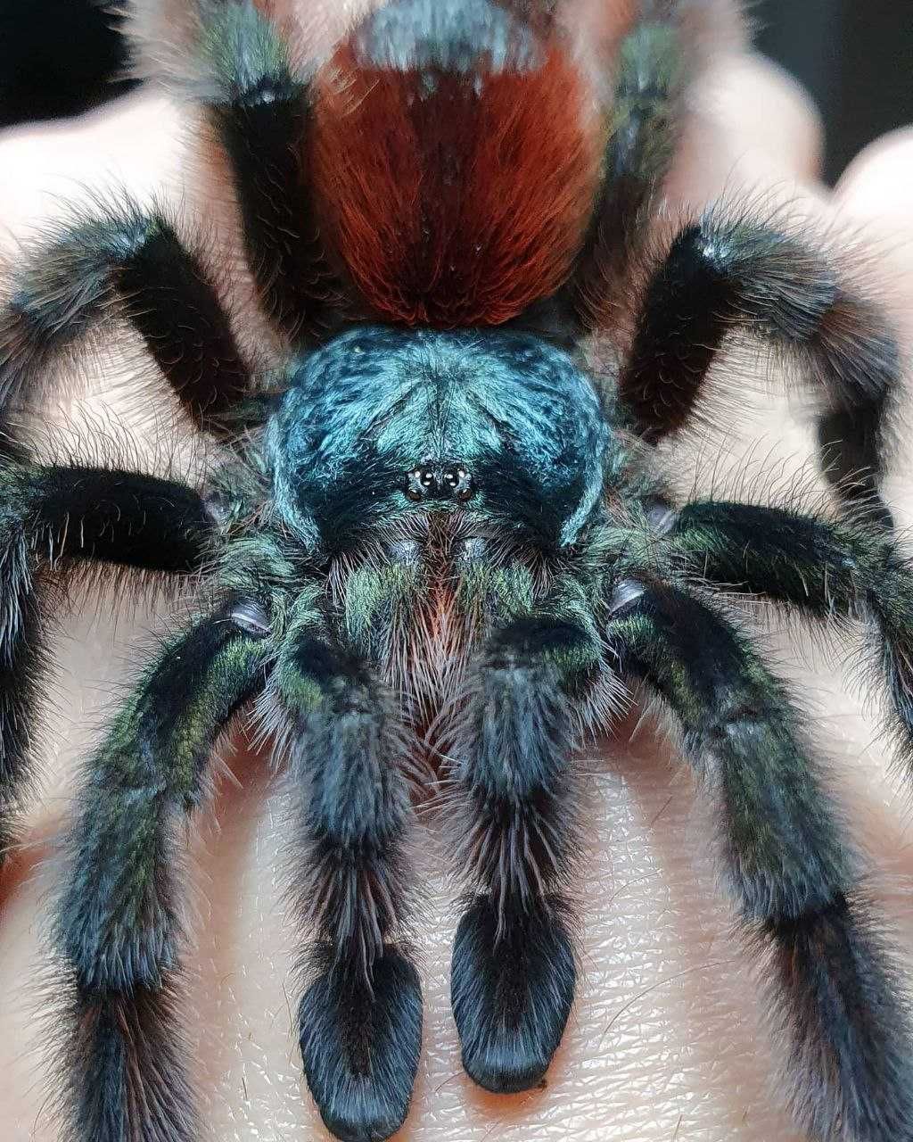 Паук птицеед Avicularia versicolor молодая самка л10