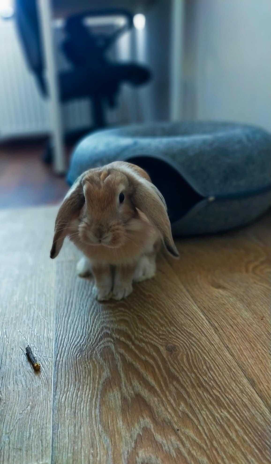 Bambi - przyjazny króliczek do adopcji