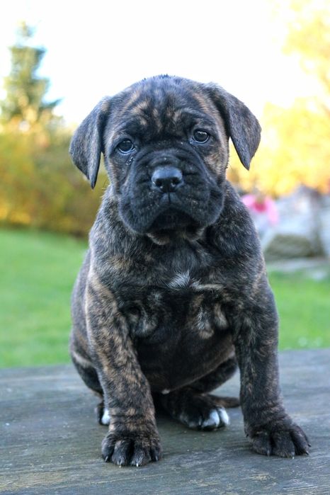 Pręgowana sunia cane corso FCI/zkwp