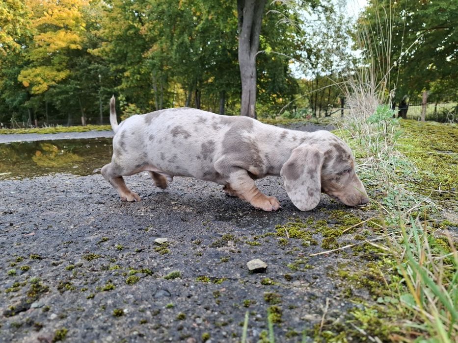 jamnik miniaturowy piesek merlle
