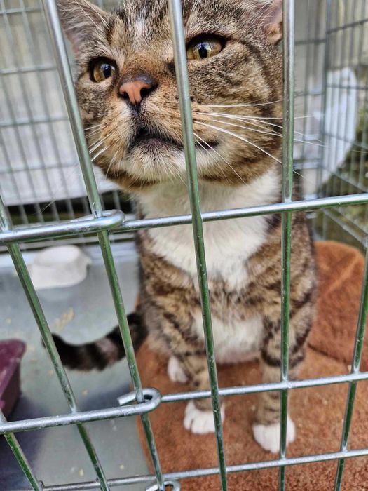 Morusek szuka domu wychodzącego, domu z ogrodem