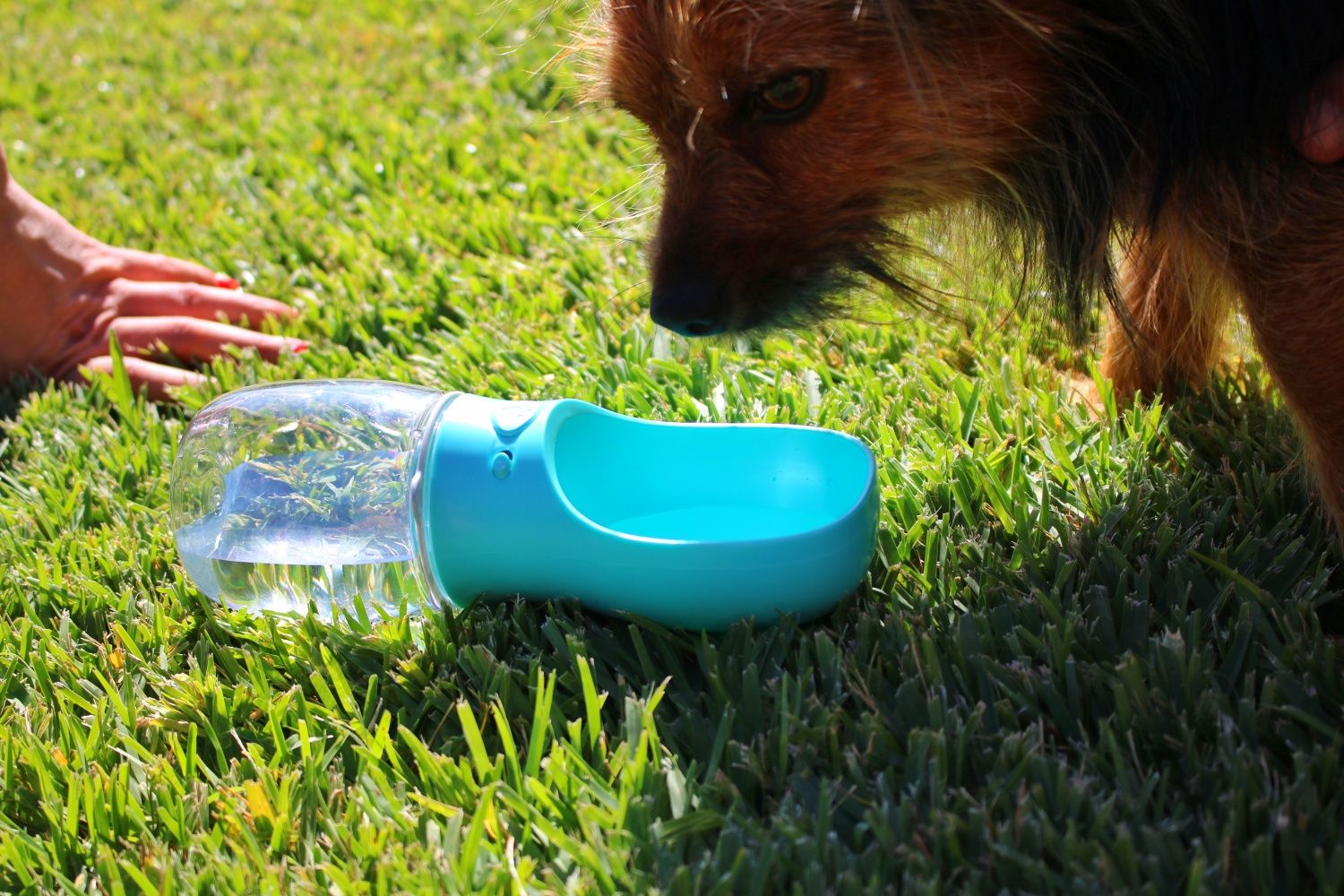 (PROMOÇÃO) Garrafa Água para Cão / Gato em Rosa / Azul (NOVA)