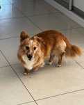 Piesek do Adopcji