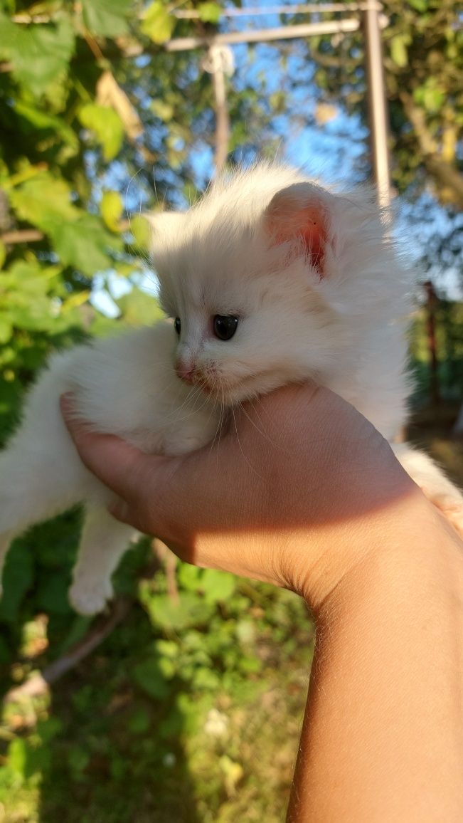Котик, котеня, кошеня, киця