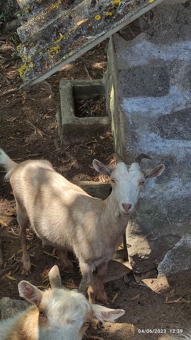 Cabras várias idades