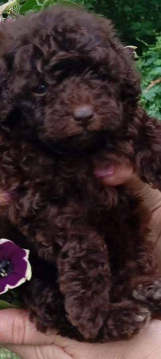 Щенки Шоколадный Пудель