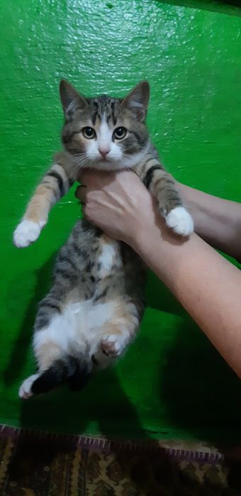 Отдам котят в хорошие руки