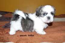 Shih Tzu, piesek Simba do odbioru od 19 lipca.