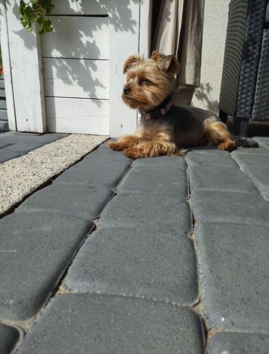 Yorkshire terrier