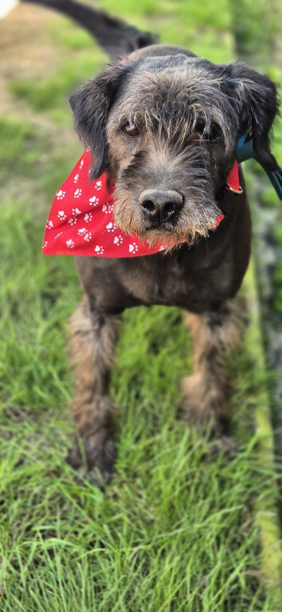 Piesek okolo 9 lat
