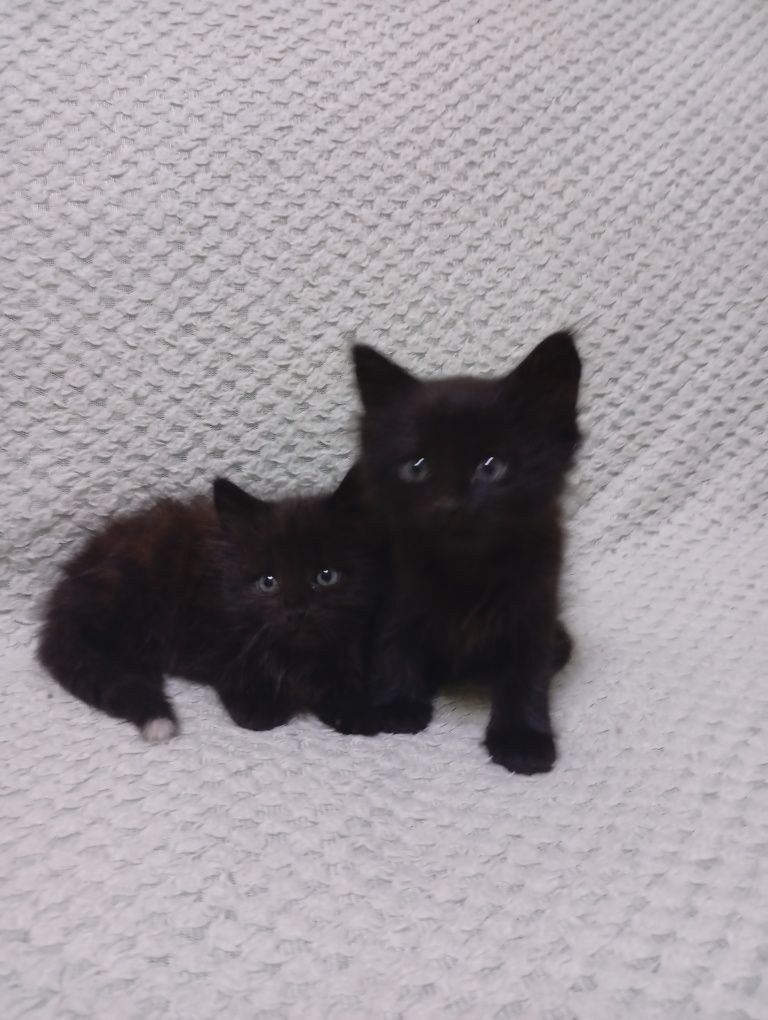 Віддам котиків 1,5 місяця