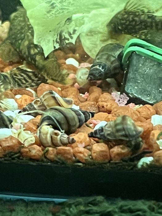 Slimaki Brotia herculea