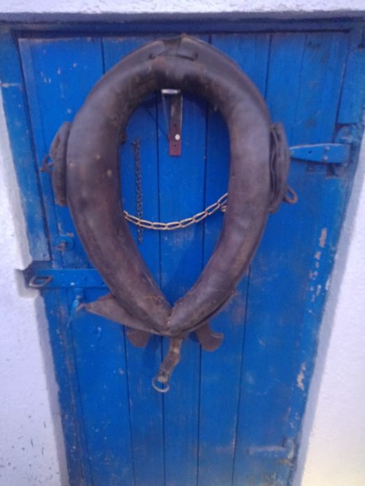 Homonto stare dla konia