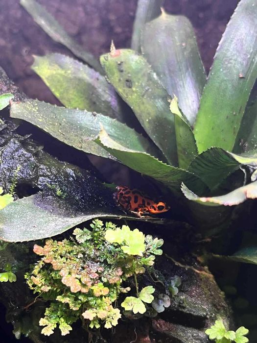 Oophaga pumilio bastimentos