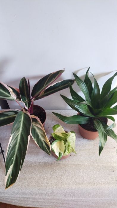 Кімнатні квіти наборами