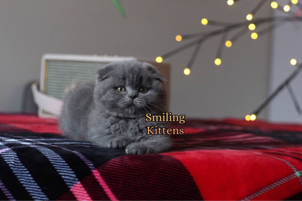 Кошенята класичного окрасу, Димка та Дрого