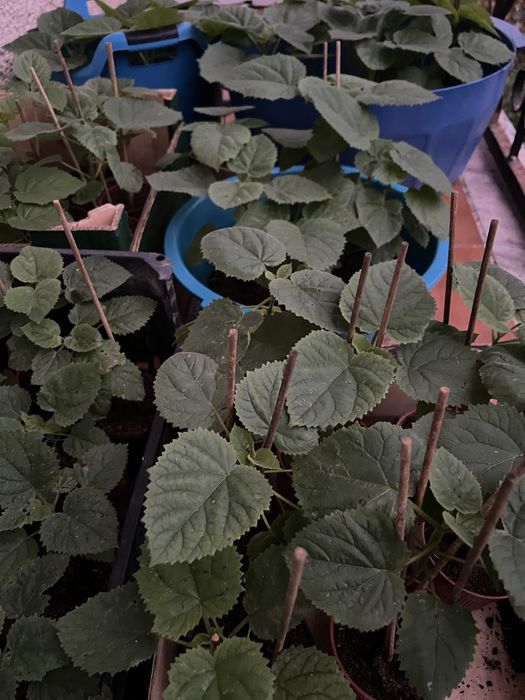 Paulownia elongata