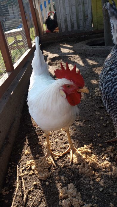 Sprzedam koguty kogutki zielononóżka i inne