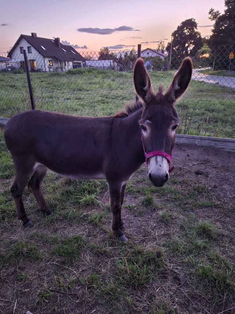 Para osiołków bardzo oswojonych