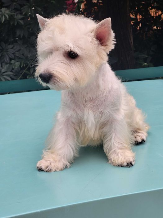 Якщо ви мрієте о цуценяті Вест Хайленд Уайт Тер'єрі