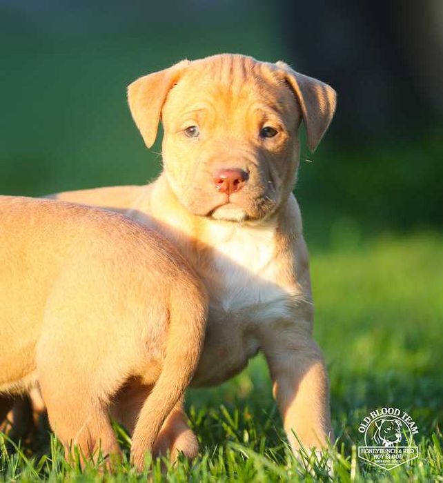 American Pitt Bull  / APBT  Red Nose /  import Balkany /  USA