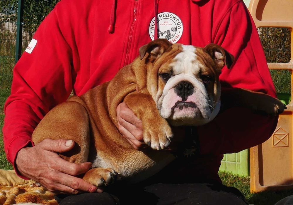 Buldog angielski ZKwP Rodowód Międzynarodowy FCI, piękny piesek SILVIO