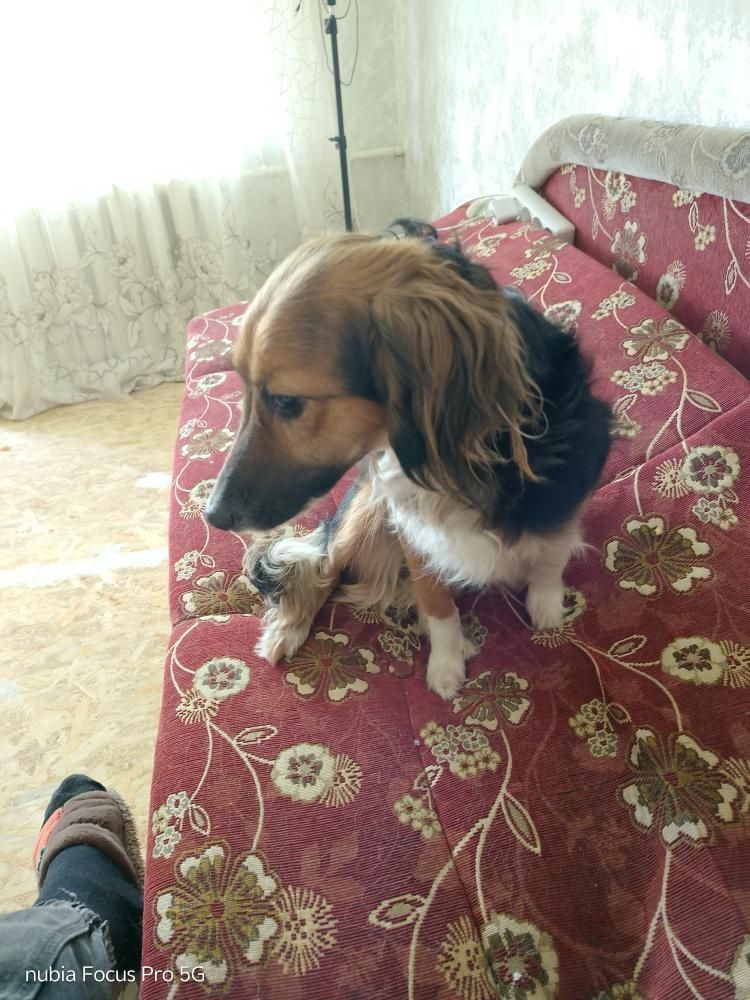 Отдам в добрые руки