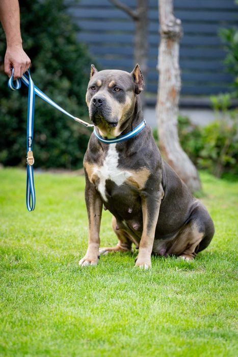American bully xl