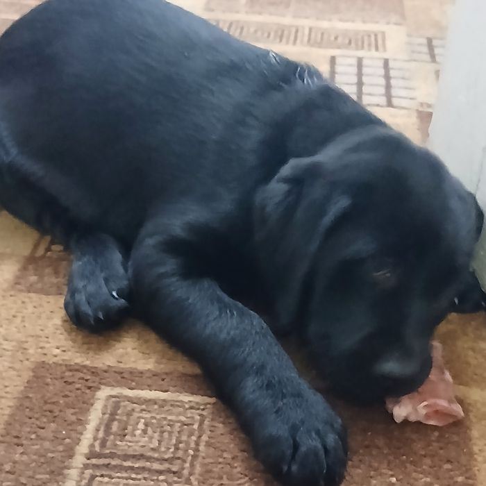 Дівчинка лабрадор чорного кольору  чекає на своїх люблячих господарів