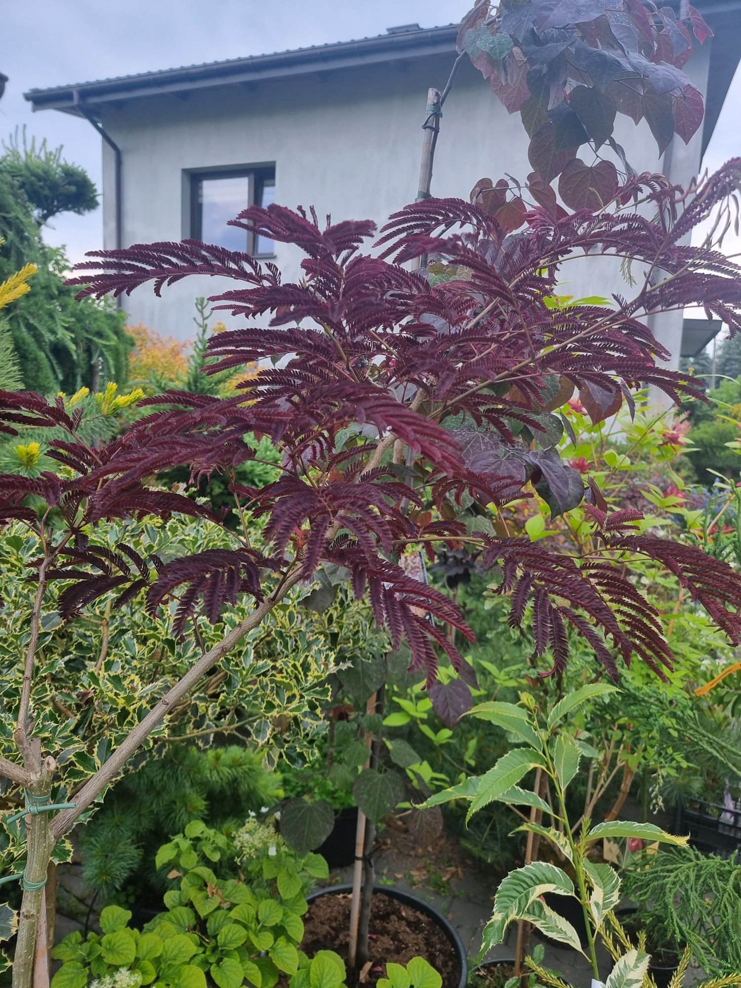 Krzewy ozdobne iglaste I liściaste Niwaki BONSAI