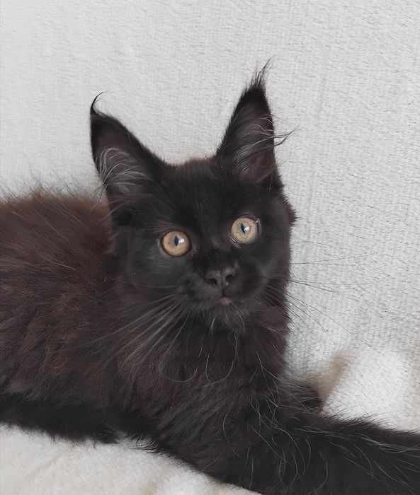 Кішечка породи Мейн Кун