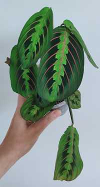 Maranta Fascinator Tricolor