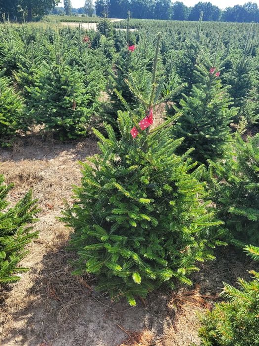 Jodła Frasera w donicy / doniczka 125 - 175 cm- Plantacja TuChoinki.pl