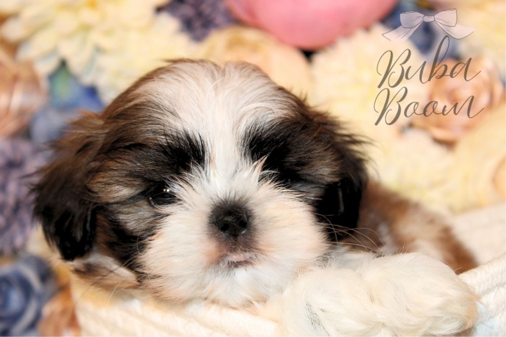 Rodowodowy Shihtzu gotowy do odbioru!