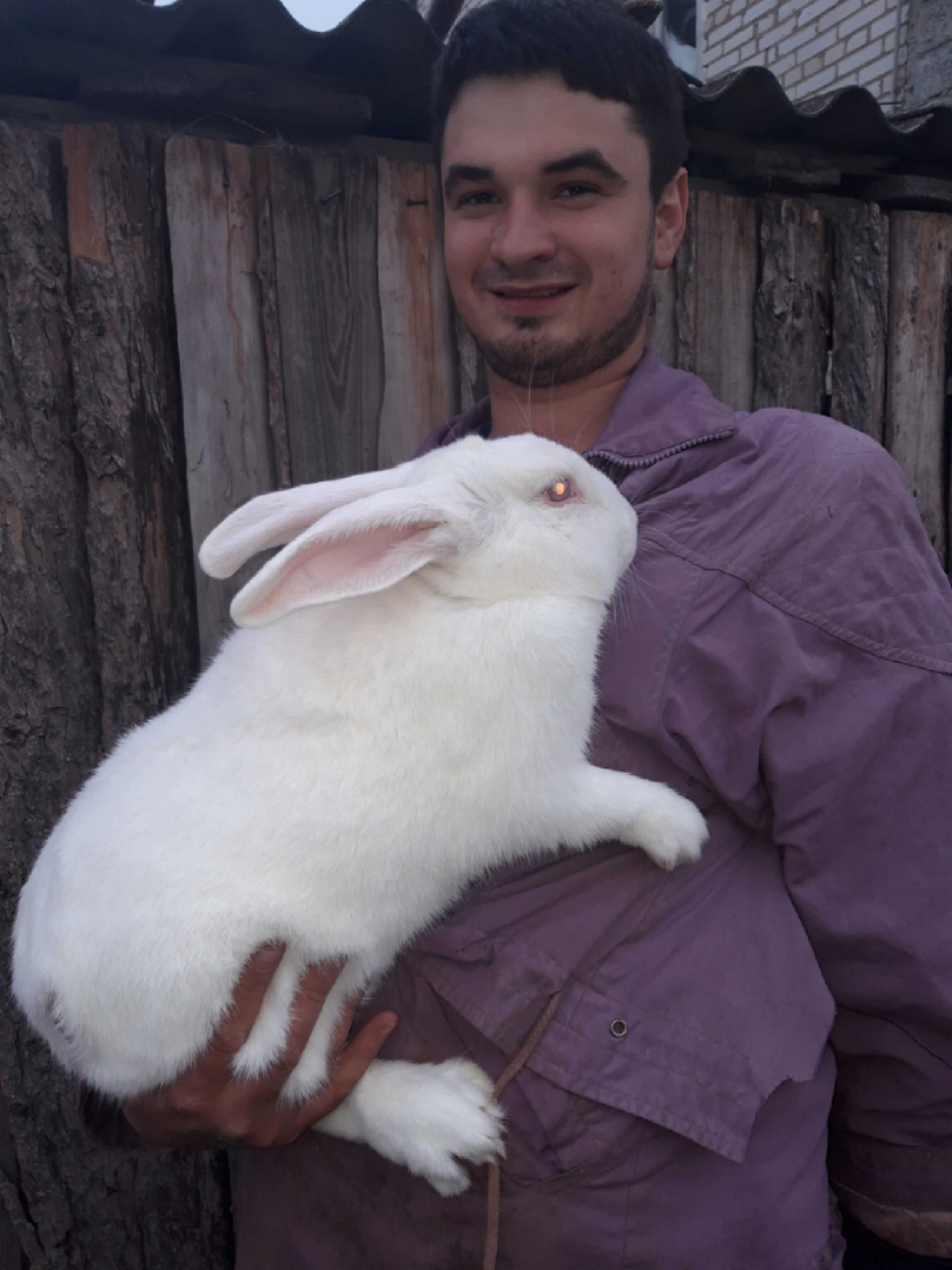 Кролики чистокровні термонці