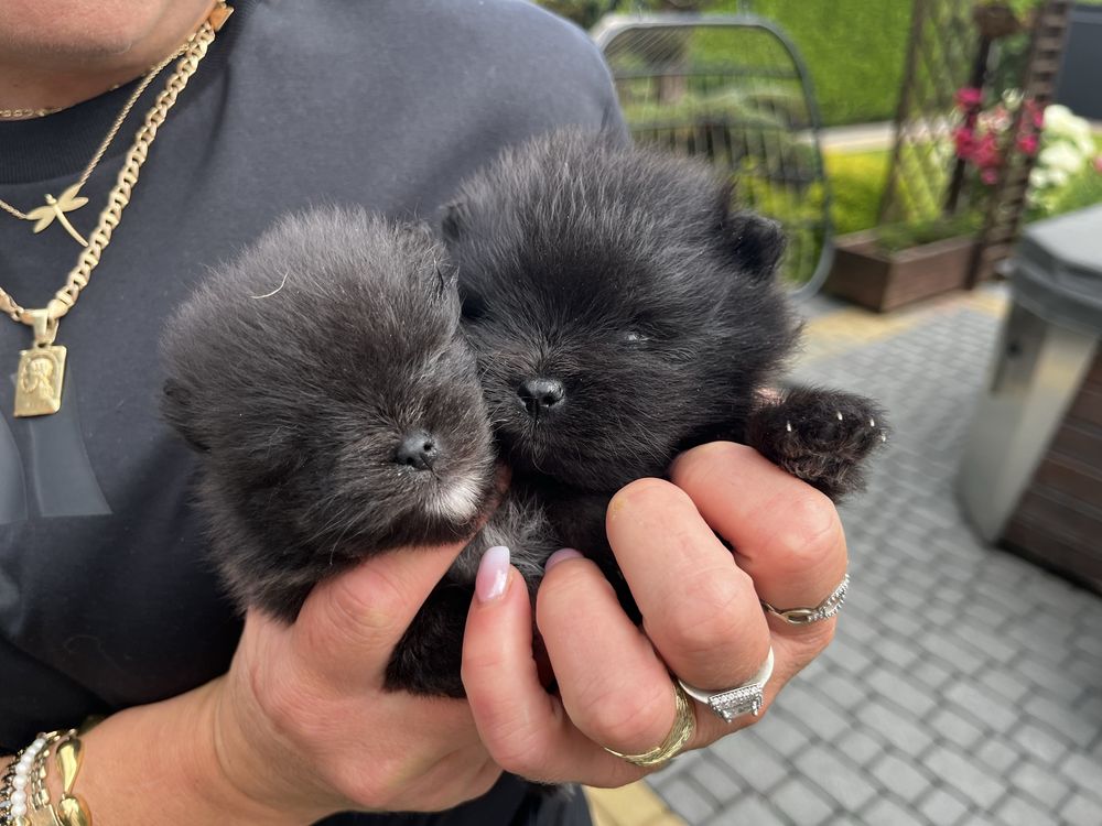 Szpic miniaturowy - pomeranian