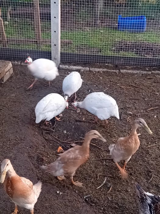 Perliczki zielononóżki kury perlice