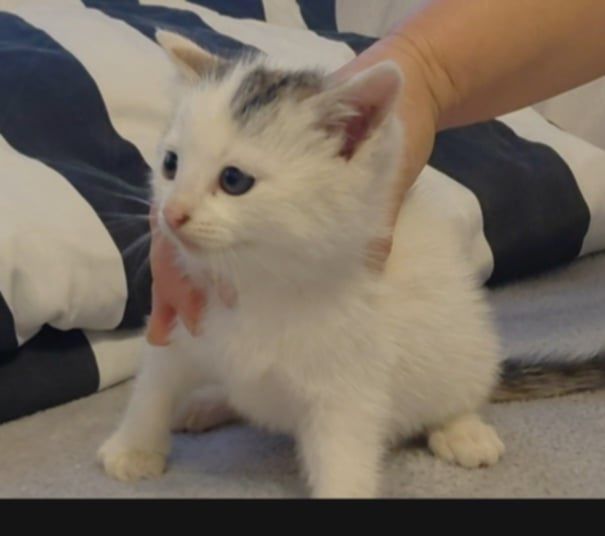 Mały kotek szuka domu