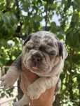 Bulldog frances Menino