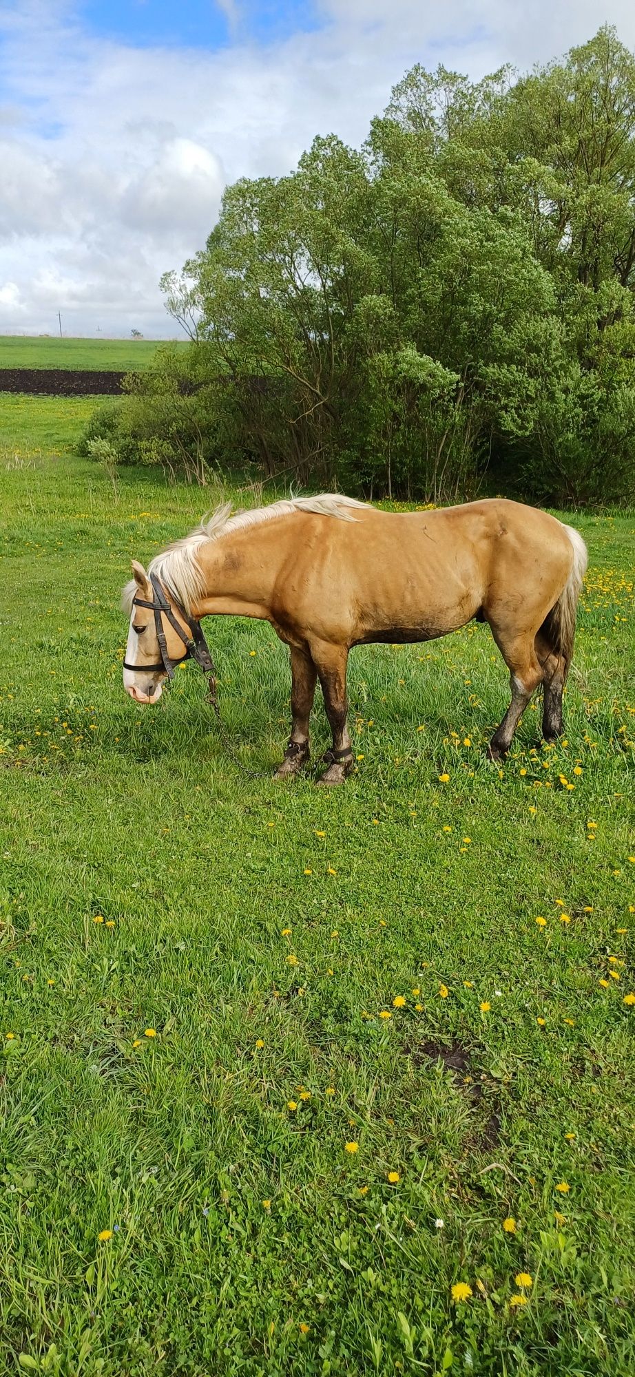 Продажа робочого коня