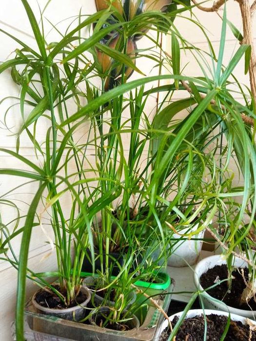 Циперус( папірус)