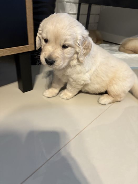 Golden retriver Chłopczyk