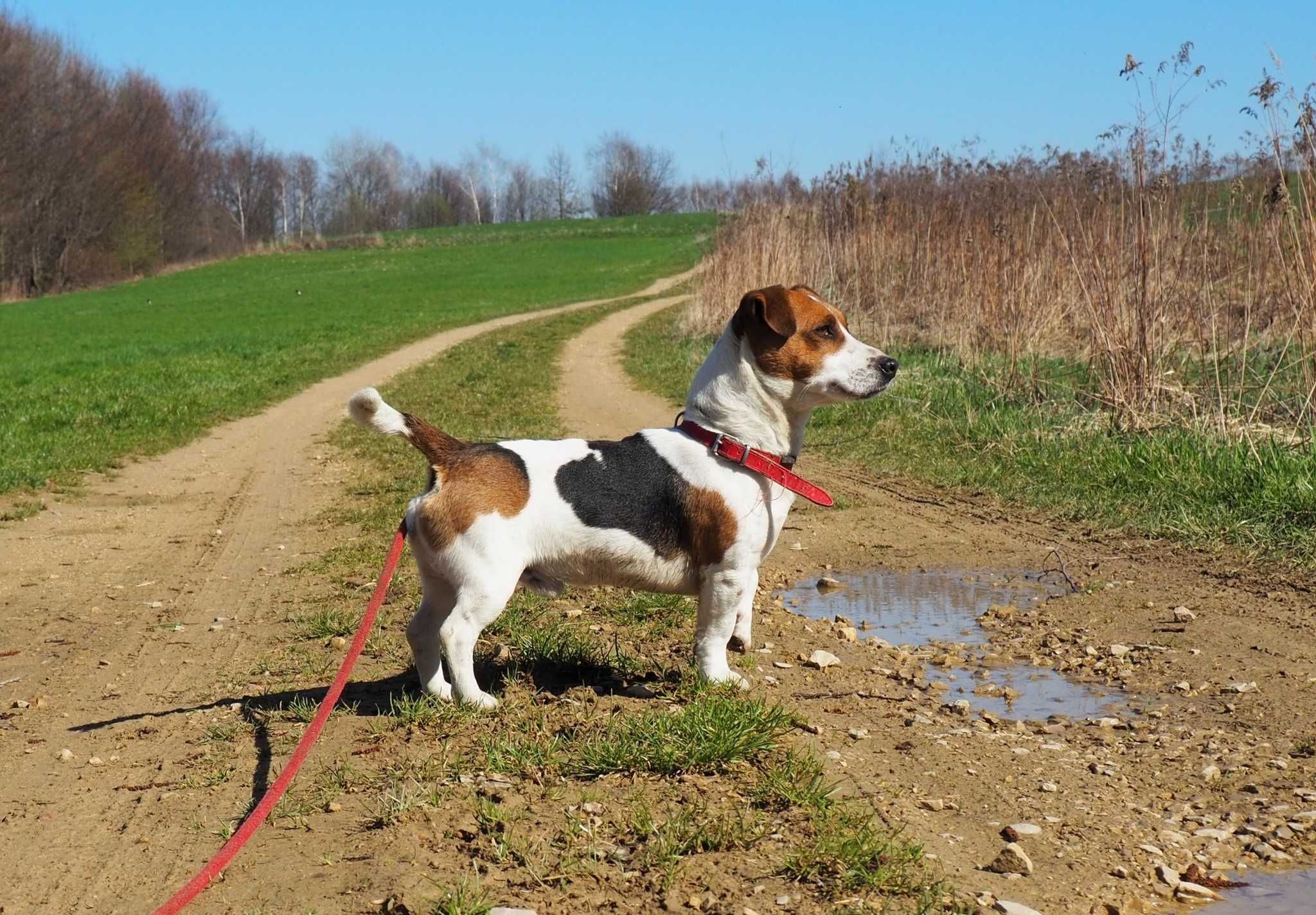 Jack Russell Terrier piesek tricolor sierść złamana DOLAR