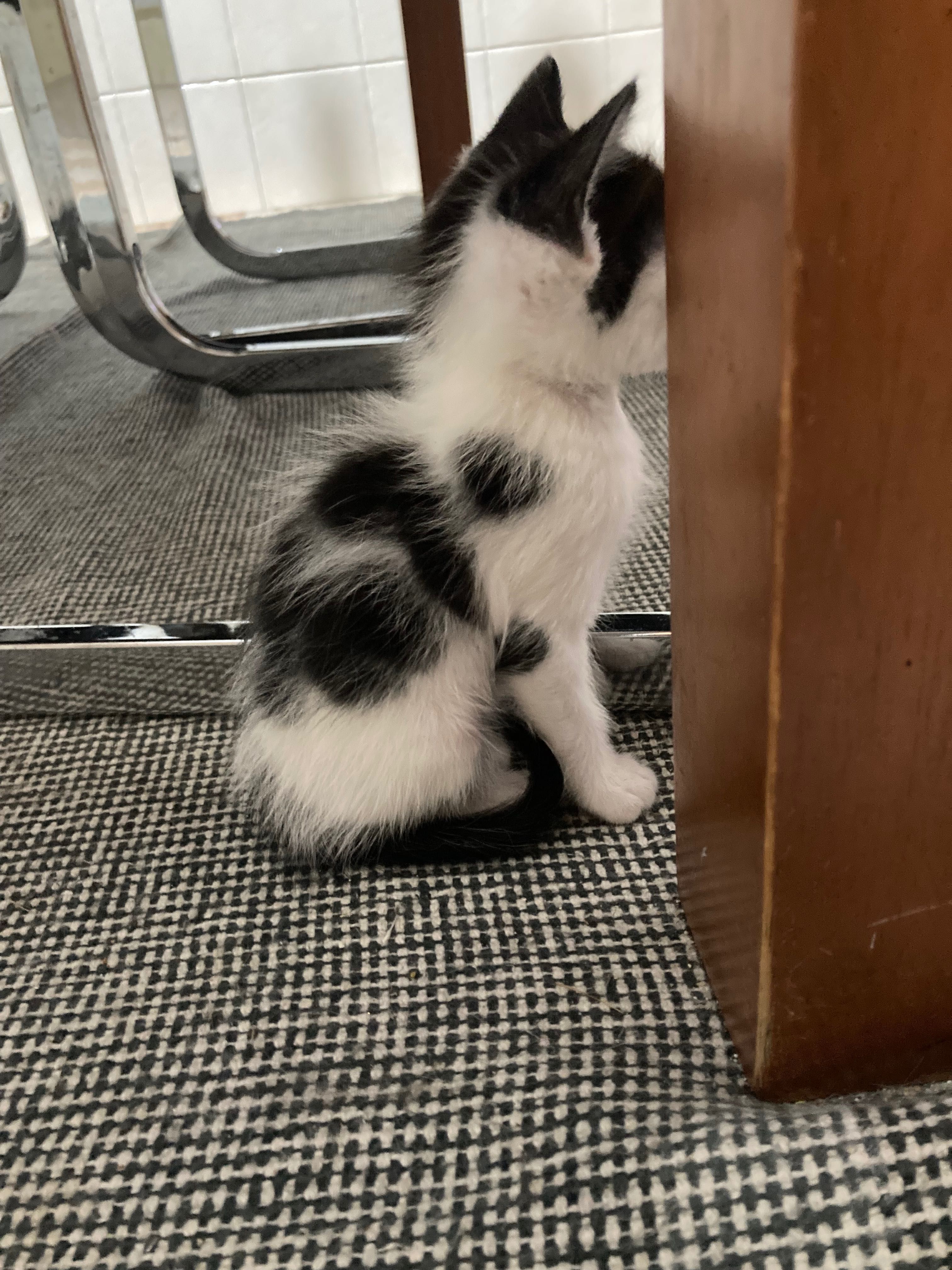 Gatinhos para dar