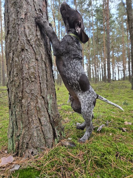 Wyżeł niemiecki krótkowłosy po polujacych rodzicach!