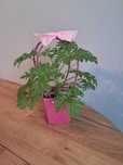 Geranium anginka