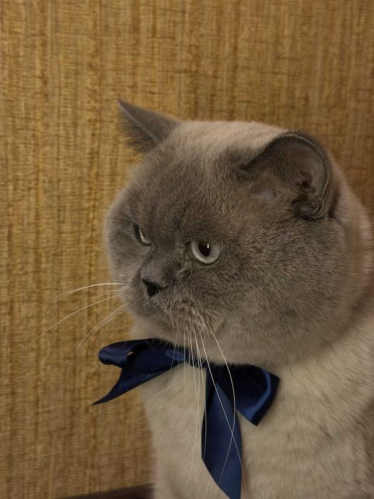 Британські кошенята