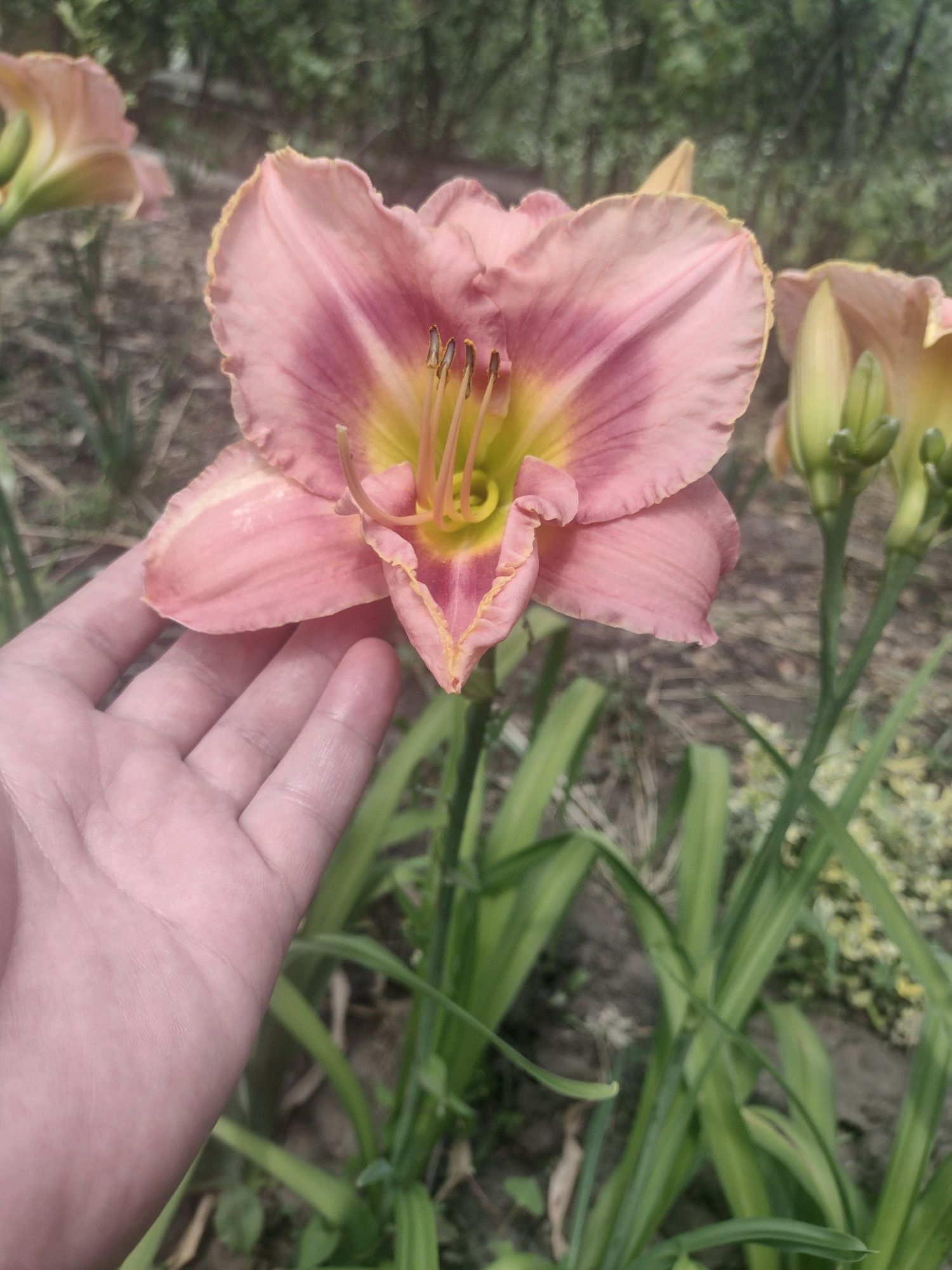 Лилейник крупный цветок
